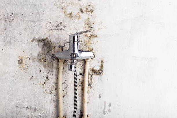 Best Fast Mold Removal  in Andalusia, IL