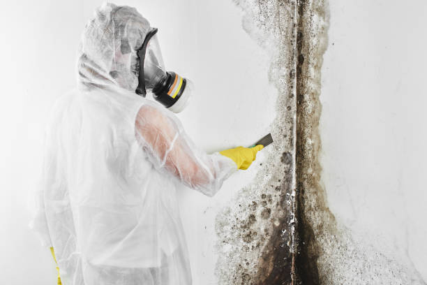 Best Mold Cleaning Services  in Andalusia, IL