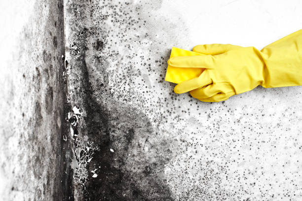 Best Mold Removal Near Me  in Andalusia, IL