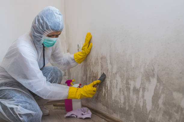 Best Toxic Mold Removal  in Andalusia, IL