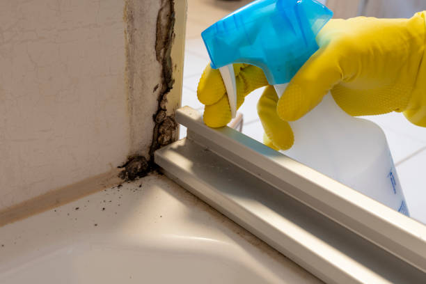 Best Same-Day Mold Removal  in Andalusia, IL