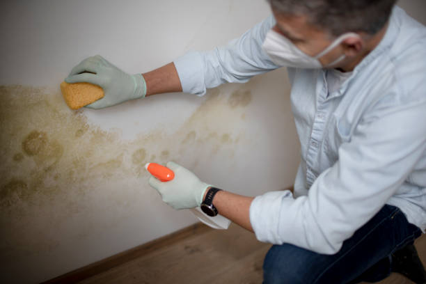 Best Mold Removal Company Near Me  in Andalusia, IL