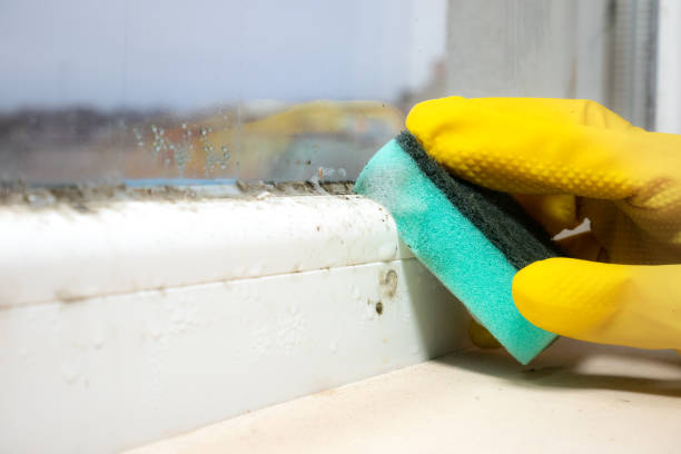 Certified Mold Removal in Andalusia, IL