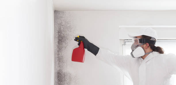 Best Residential Mold Removal  in Andalusia, IL