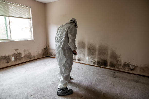 Best Local Mold Removal Service  in Andalusia, IL