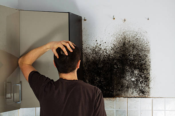 Best Water Damage Restoration  in Andalusia, IL
